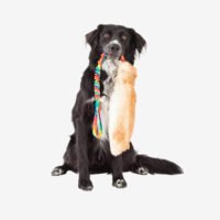 Orthopedic Dog Bed - Imagen 2
