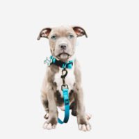 Dog Plush Toy - Imagen 4