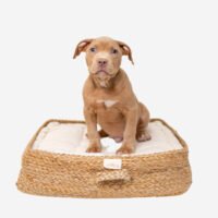 Metallic Dog Bowl - Imagen 5