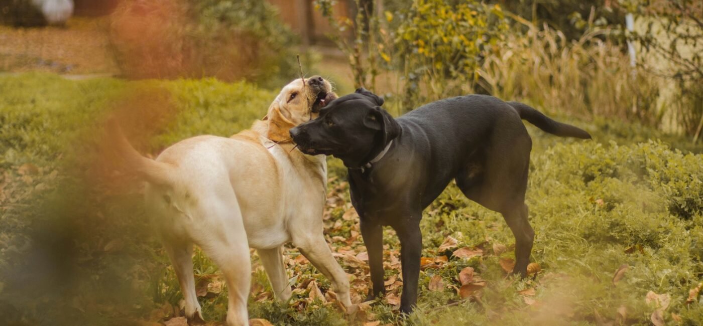 Cómo el juego mejora la socialización y el bienestar de tu perro 