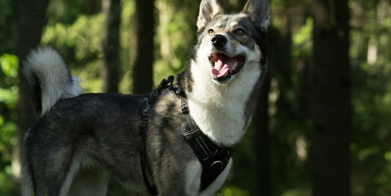 Errores comunes al interpretar el comportamiento de los perros y cómo evitarlos 