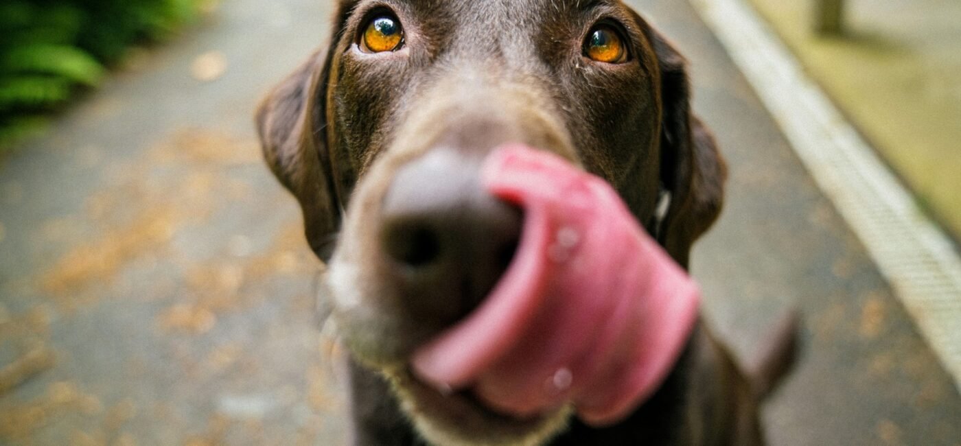 Comunicación canina: señales de calma y cómo reconocerlas 